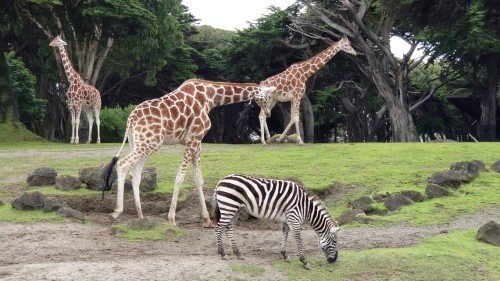 Exploring the Unexplained: Paranormal Activities in Zoos